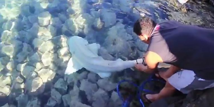 Hiu Albino Dilepas Kembali ke Laut
