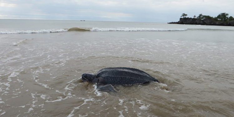 Penyu Raksasa 2 Meter Dilepas di Rote Ndao