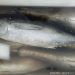 Tuna sirip kuning segar dari Teluk Tomini, WPP 715. FOTO: DARILAUT.ID