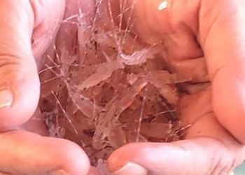 Ribuan Benih Lobster Dilepas di Perairan Pulau Menjangan