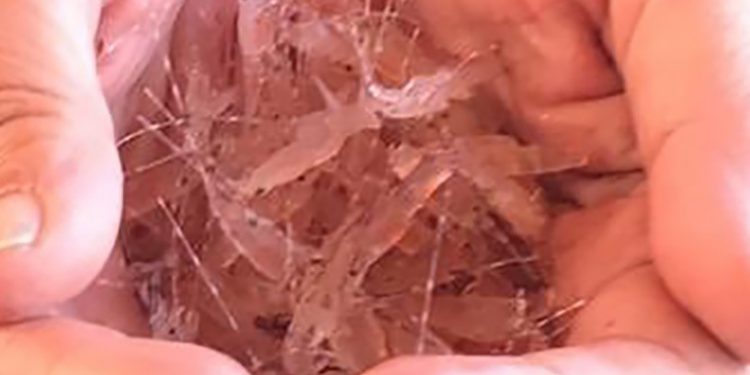 Ribuan Benih Lobster Dilepas di Perairan Pulau Menjangan