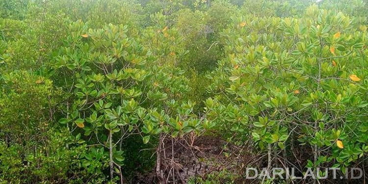 Indonesia dan Jepang Kerja Sama Konservasi Karbon Biru