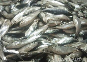 Program SMART-Fish Beri Keuntungan Bagi Pembudidaya Ikan