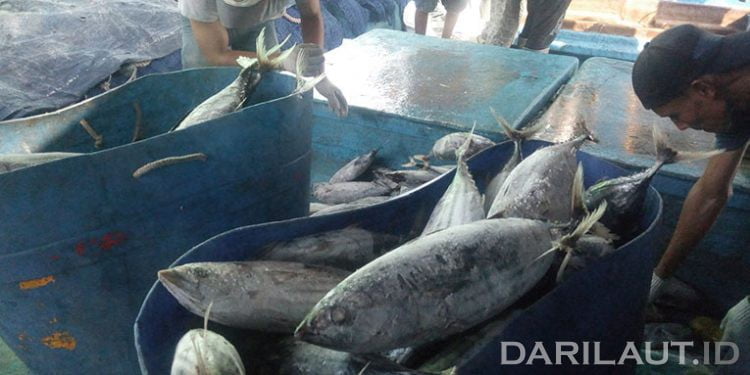 KKP Temukan Selisih Produksi Perikanan Tangkap Rp 35,3 Triliun