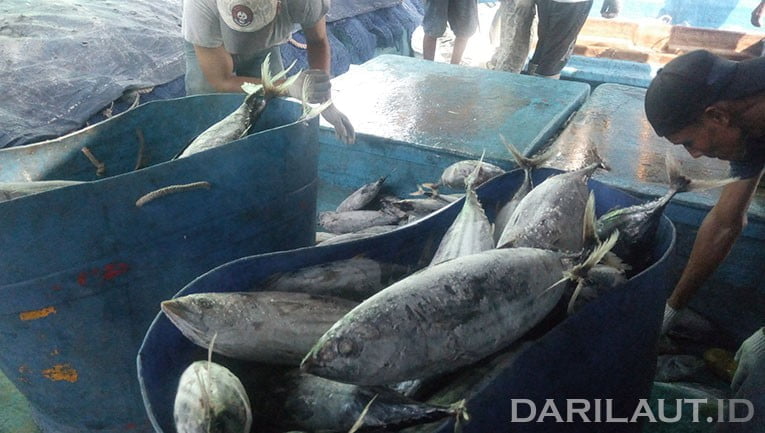 Ikan cakalang dan tuna banyak ditemukan di perairan indonesia bagian