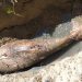 Seekor Dugong Mati Terdampar di Sorong