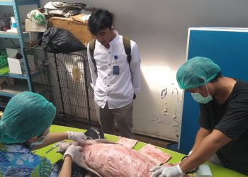 Senyawa Aktif Dalam Air Diduga Penyebab Kematian Dugong di Bali