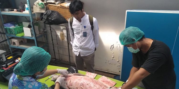 Senyawa Aktif Dalam Air Diduga Penyebab Kematian Dugong di Bali