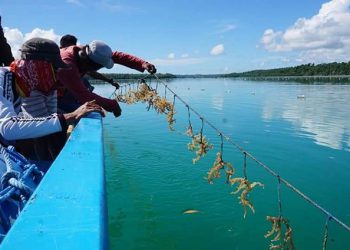 PT Zetmi dan BAKTI Kembangkan Aplikasi Digital Budidaya Rumput Laut