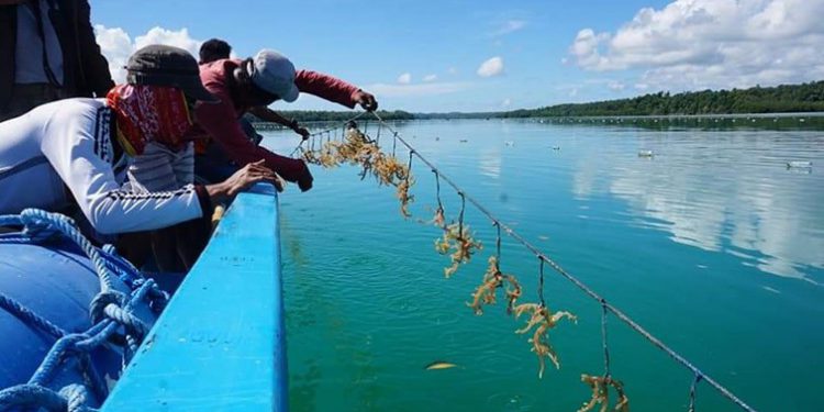 PT Zetmi dan BAKTI Kembangkan Aplikasi Digital Budidaya Rumput Laut