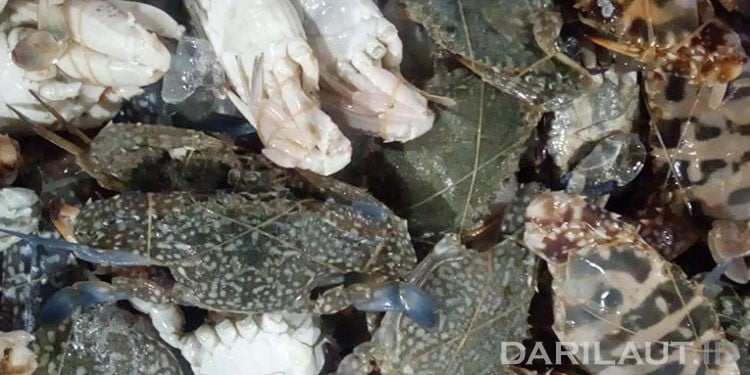 Pesan Menteri Susi, Jangan Tangkap Rajungan Betina Bertelur
