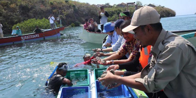 Memadukan Kearifan Lokal Awig-Awig dan Restocking Teripang