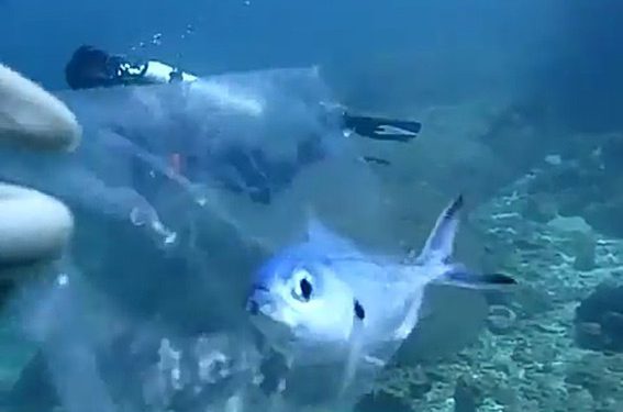 Ikan Terjebak di Plastik Transparan