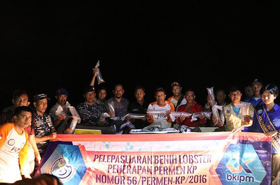 95 Ribu Benih Lobster Dilepas di Perairan Selatan Jawa Tengah