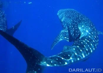 Perlindungan Hiu Paus di Indonesia Lebih Ketat Dibanding Aturan CITES