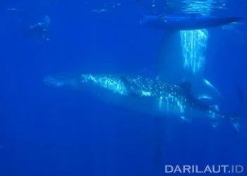 Hiu Paus Melahirkan, Tapi Tidak Menyusui Anaknya