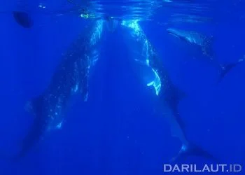 Populasi Menurun, Ingatan untuk Hari Hiu Paus Internasional Tahun Ini