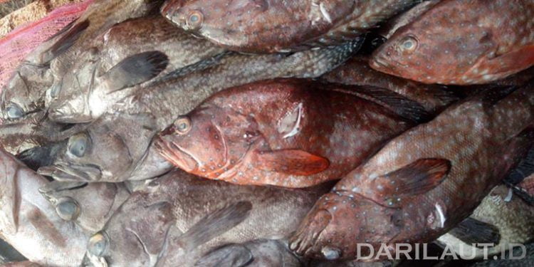 Penyuluh Dapat pembekalan Pengenalan Ikan Hasil Destructive Fishing