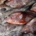 Penyuluh Dapat pembekalan Pengenalan Ikan Hasil Destructive Fishing