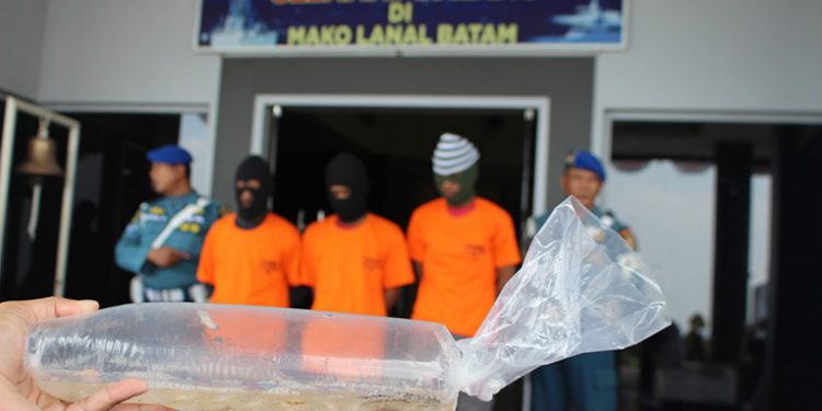 KKP, Polri dan TNI AL Gagalkan Penyelundupan Benih Lobster Rp 22,3 Miliar