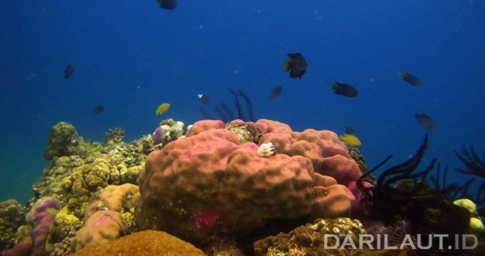 Riset Kelautan dengan Big Science