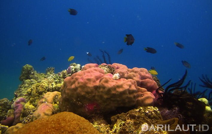 Ilustrasi terumbu karang dan asosiasi berbagai jenis ikan. FOTO: DARILAUT.ID