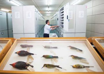 Ada Spesimen Ikan dan Moluska di Museum Zoologicum Bogoriense
