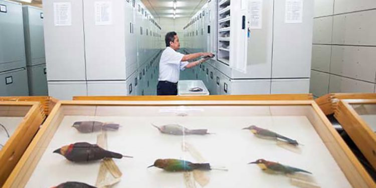 Ada Spesimen Ikan dan Moluska di Museum Zoologicum Bogoriense