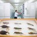 Ada Spesimen Ikan dan Moluska di Museum Zoologicum Bogoriense