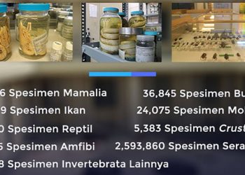 2,7 Juta Koleksi Spesimen di Museum Zoologicum Bogoriense