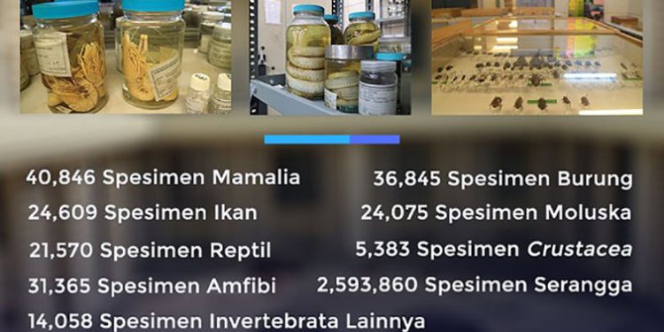2,7 Juta Koleksi Spesimen di Museum Zoologicum Bogoriense