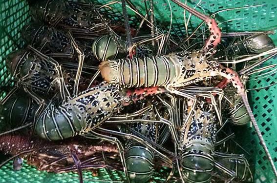 Petugas Karantina Gorontalo Periksa Lobster