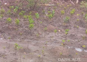 Pertamina Tanam 195 Ribu Mangrove di Karawang