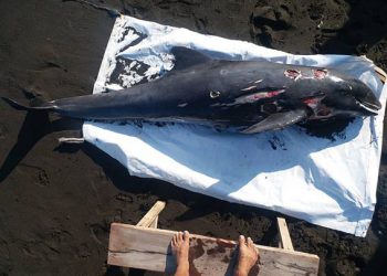 Digigit Hiu Pemotong, Paus Berkepala Melon Mati Terdampar di Perairan Buleleng