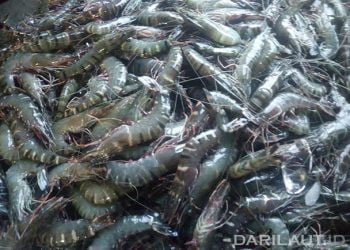 Pembudidaya Diharapkan Jangan Selalu Bergantung Bantuan Pemerintah