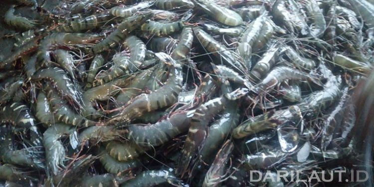 Pembudidaya Diharapkan Jangan Selalu Bergantung Bantuan Pemerintah