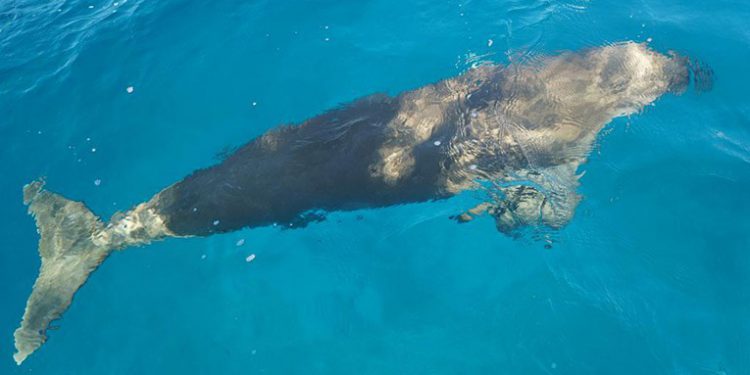 Ini Cara Memanggil Dugong di Alor