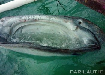 Hiu paus menyaring dan menyedot makanan berupa plankton. FOTO: DARILAUT.ID