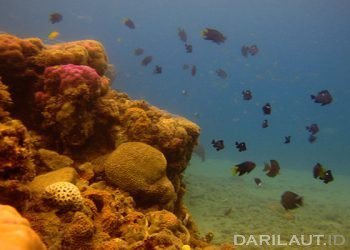 Terumbu karang. FOTO: DARILAUT.ID