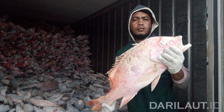 KKP Kembangkan Sistem Rantai Dingin dan Logistik