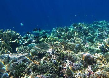 Ekosistem terumbu karang. FOTO: DARILAUT.ID