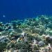 Ekosistem terumbu karang. FOTO: DARILAUT.ID
