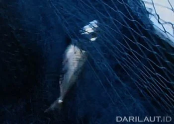 Konsumen Ikan Tak Terlindungi, Pemerintah Terlalu Baik dengan Importir