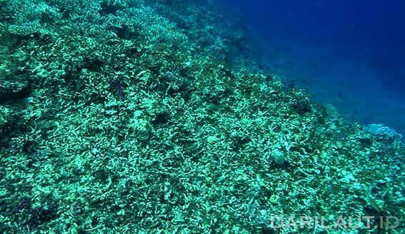 Terumbu karang yang hancur akibat praktik penangkapan ikan yang merusak (destructive fishing) dengan menggunakan bom rakitan. FOTO: DARILAUT.ID