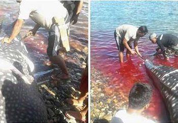 Hiu Paus, Terancam Karena Perburuan dan Ditabrak Kapal