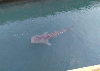 Kemunculan hiu paus (Rhincodon typus) di saluran kanal PLTU (Pembangkit Listrik Tenaga Uap) Paiton. FOTO: KKP