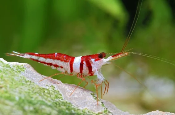 Caridina woltereckae, Udang Cantik dari Sulawesi yang Terancam Punah