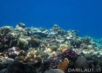 Untuk Memajukan Riset Kelautan, LIPI dan KKP Galang Kerjasama