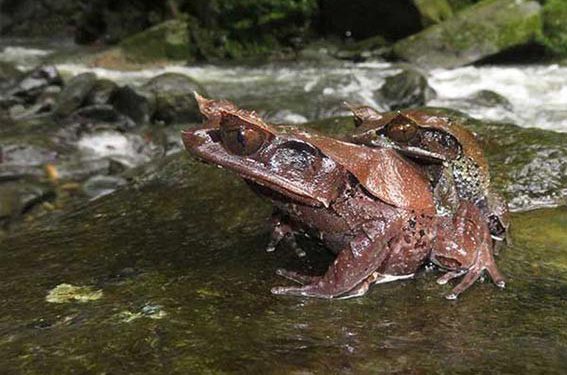Beda dengan Pinokio, Tim Peneliti Temukan Spesies Baru Katak dari Kalimantan