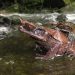 Beda dengan Pinokio, Tim Peneliti Temukan Spesies Baru Katak dari Kalimantan